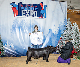 Reserve Champion Div 2 Breeding Gilt  PAYLE