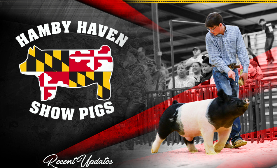 Hamby Haven Show Pigs
