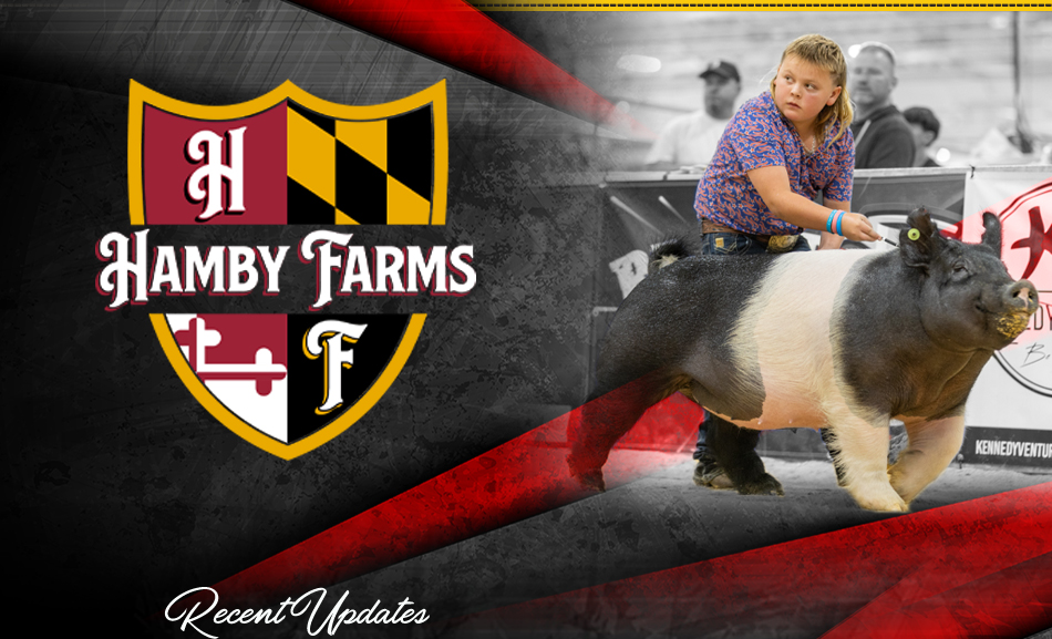 Hamby Haven Show Pigs