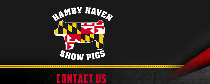 Hamby Haven Show Pigs