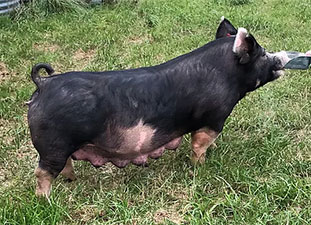 Hamby Haven Sows