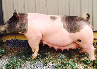 Hamby Haven Sows