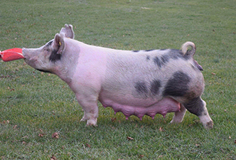 Hamby Haven Sows