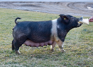Hamby Haven Sows