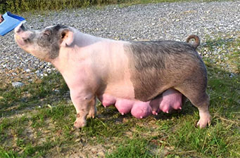 Hamby Haven Sows
