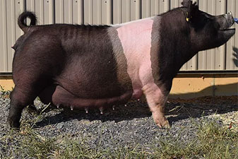 Hamby Haven Sows