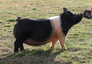 Hamby Haven Sows