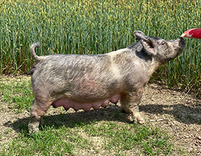 Hamby Haven Sows