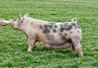 Hamby Haven Sows