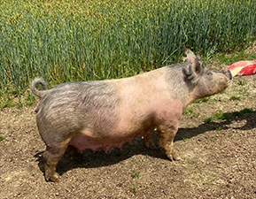 Hamby Haven Sows