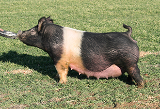 Hamby Haven Sows