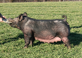 Hamby Haven Sows