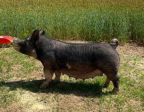 Hamby Haven Sows