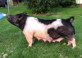 Hamby Haven Sows
