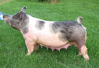Hamby Haven Sows