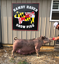 Hamby Haven Sows