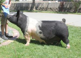 Hamby Haven Sows