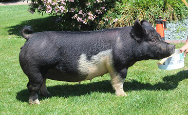 Hamby Haven Sows