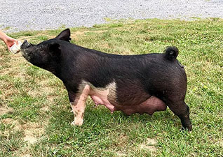 Hamby Haven Sows
