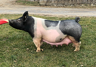 Hamby Haven Sows