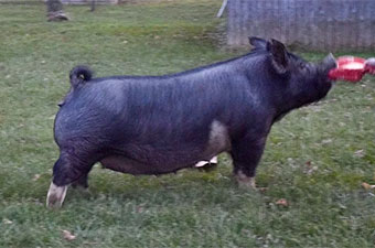 Hamby Haven Sows